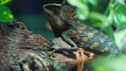 Chameleons or chamaeleons (family Chamaeleonidae) are a distinctive and highly specialized clade of Old World lizards with 200 species described as of June 2015.|變色龍