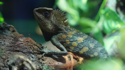 Chameleons or chamaeleons (family Chamaeleonidae) are a distinctive and highly specialized clade of Old World lizards with 200 species described as of June 2015.|變色龍