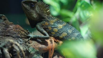 Chameleons or chamaeleons (family Chamaeleonidae) are a distinctive and highly specialized clade of Old World lizards with 200 species described as of June 2015.|變色龍