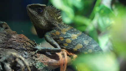 Chameleons or chamaeleons (family Chamaeleonidae) are a distinctive and highly specialized clade of Old World lizards with 200 species described as of June 2015.|變色龍