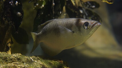 Toxotes jaculatrix, commonly known as the archerfish, is a fascinating species of fish found in...