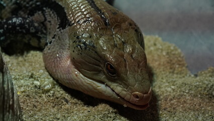 Blue tongue skinks are characterized by their relatively large size compared to other skink species. |蓝舌石龙子