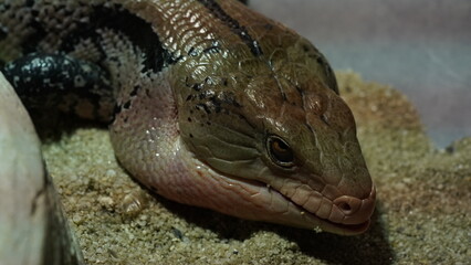 Blue tongue skinks are characterized by their relatively large size compared to other skink species. |蓝舌石龙子