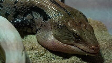 Blue tongue skinks are characterized by their relatively large size compared to other skink species. |蓝舌石龙子