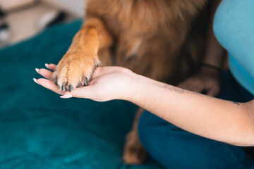 Close-up of a human-animal bond showing a Latina woman's hand gently holding a dog's paw