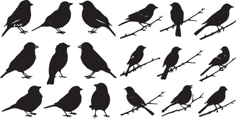 Black Bird Collection Silhouette Vector illustration