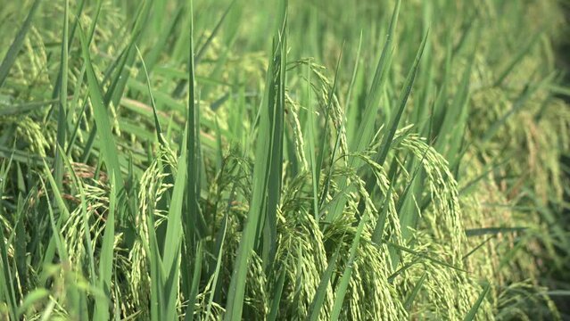 A video close up of a rice field.