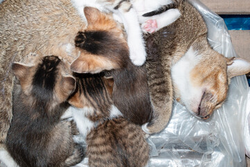 mother cat feeding her kittens with milk at horizontal composition