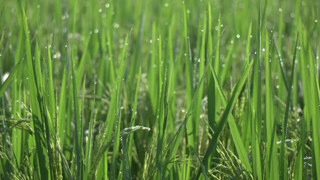An video of a rice field with morning dew on the leaves.