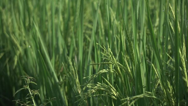 An up-close video of a rice field.