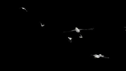 North American Seagulls - Flock of 12 Birds - Flying Around Loop - Alpha Channel - Realistic 3D animation isolated on transparent background