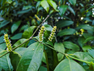 the flower of a plant with the scientific name Gnetum, which still blooms in home gardens.