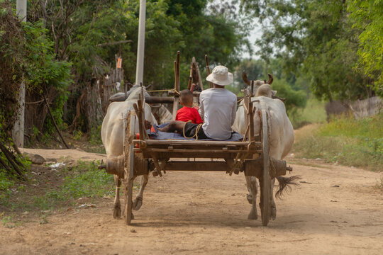 Bullock cart in Bagan, Myanmar.