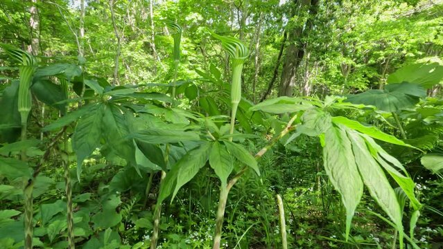 Green flower of Arisaema serratum plant growing in a summer forest moving in breeze