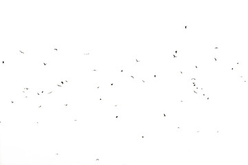 birds flying isolated on sky. Wildlife Animal - obrazy, fototapety, plakaty