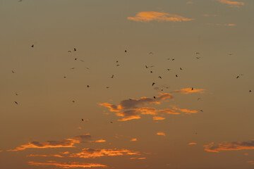 birds flying isolated on sky. Wildlife Animal
