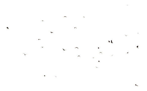 birds flying isolated on sky. Wildlife Animal