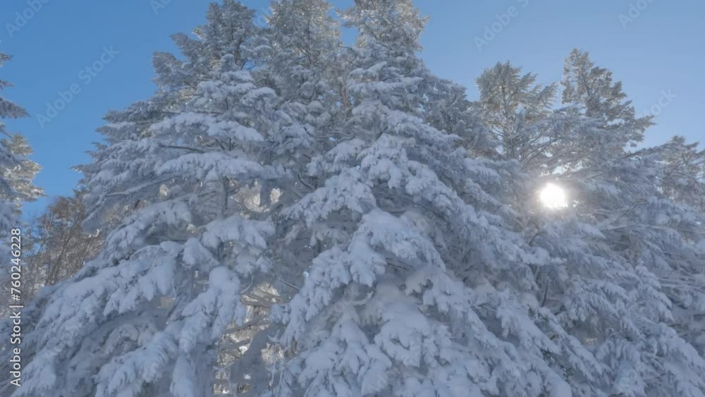 Wall mural sunlight shining through evergreen trees covered in snow