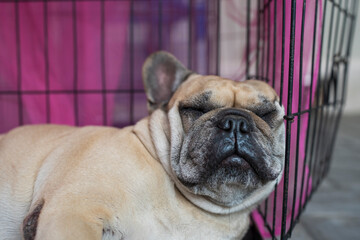 French bulldog sleeping against the metal cage.