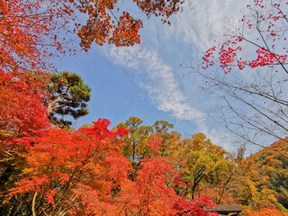 Blue Sky with Fall maple leaves foliage in orange and green colour in deep forest of Autumn in Seoul, South Korea