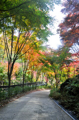 Road to Red Orange maple leaves trees in deep forest with beautiful colourful Autumn foliage trees scenery. - obrazy, fototapety, plakaty
