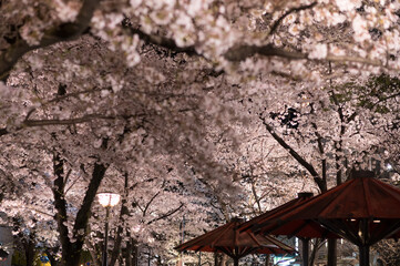 cherry blossoms at evening in Kyoto