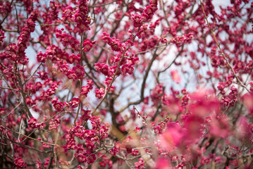 Obraz premium Pink plum blossom