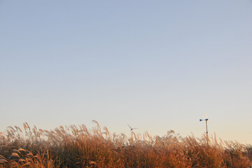 Calm and serene beautiful wind turbines park with wild rice trees in the windy afternoon with clear sky
