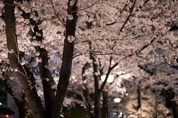 cherry blossoms at evening in Kyoto