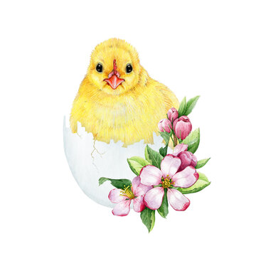 Cute chick in cracked egg shell with spring flower Easter decor. Watercolor illustration. Hand drawn small fluffy chicken hatched from the egg with spring flowers Easter decoration. White background