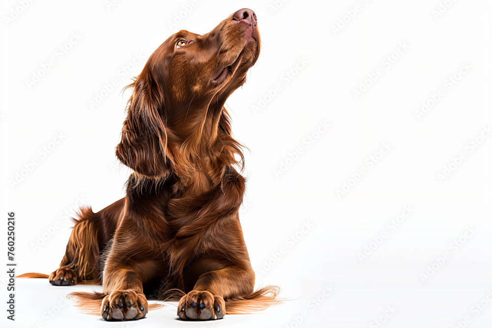 Sticker a dog sitting on a white surface looking up