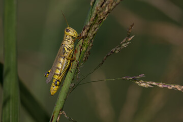 Grasshopper