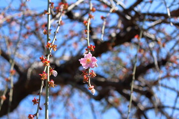 粘り強く咲き続ける桜の花