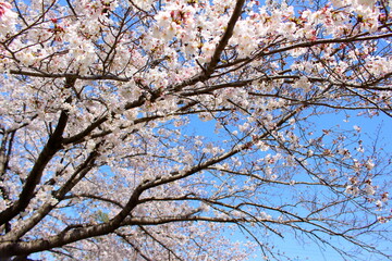 美しい満開の桜を眺める