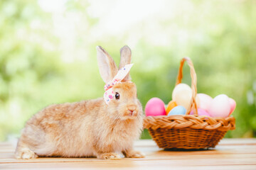 cute animal pet rabbit or bunny white or brown color smiling and laughing with copy space for easter in natural background for easter celebration