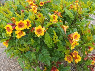 Closeup of drought tolerant dwarf Sparky Tecoma flowering shrub in early Arizona spring
