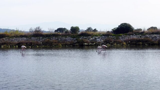 Animal Flamingo in Sea Water