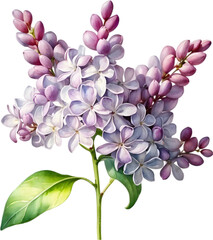 Watercolor painting of Common lilac flower.