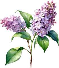 Watercolor painting of Common lilac flower.