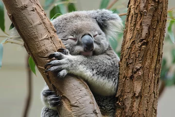 Gordijnen a koala bear is sleeping in a tree © illustrativeinfinity