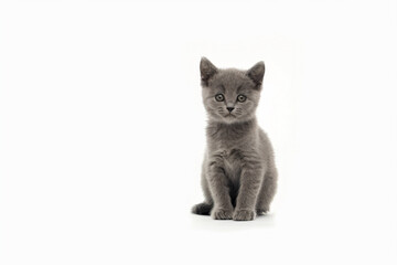 a small gray kitten sitting on a white surface