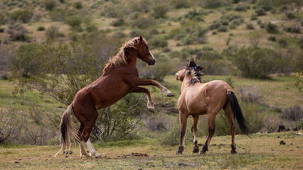 Wild horse stallions fighting in the southwest desert in the spring near Scottsdale Arizona United...