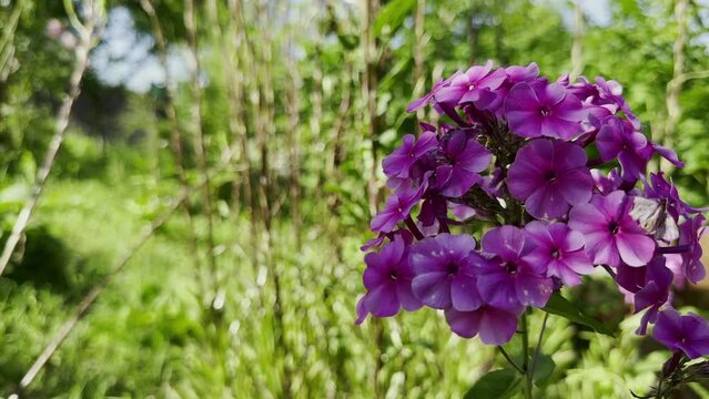 Beautiful Purple Flowers in Nature