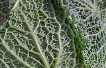 Macro picture of a fresh vegetable forming a natural texture. Close-up view of Savoy cabbage green...