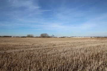field and sky, Pylypow Wetlands, Edmonton, Alberta