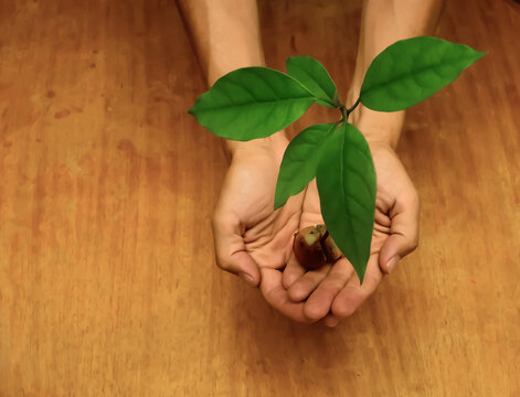 hands holding avocado seed with plant growing