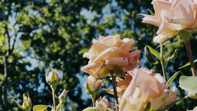 Beautiful Rose Flower in Nature