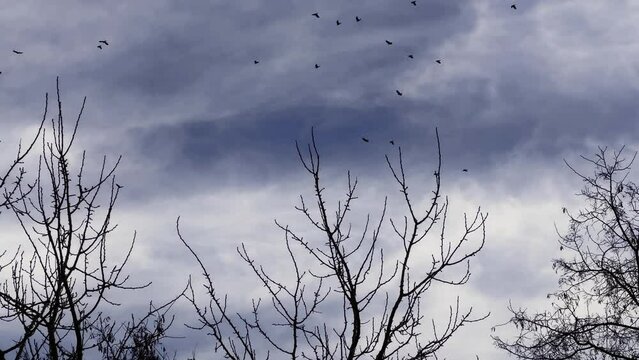Birds are Flying and Dry Trees