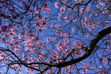 Cherry blossom, Sakura 