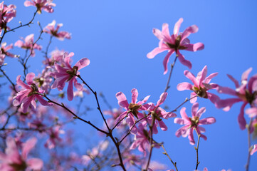 Cherry blossom, Sakura 